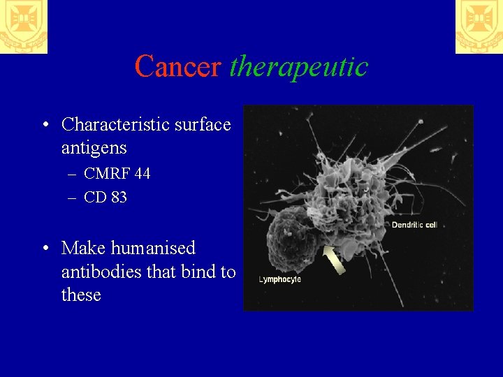 Cancer therapeutic • Characteristic surface antigens – CMRF 44 – CD 83 • Make