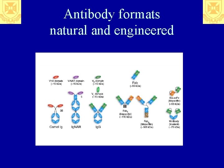 Antibody formats natural and engineered 