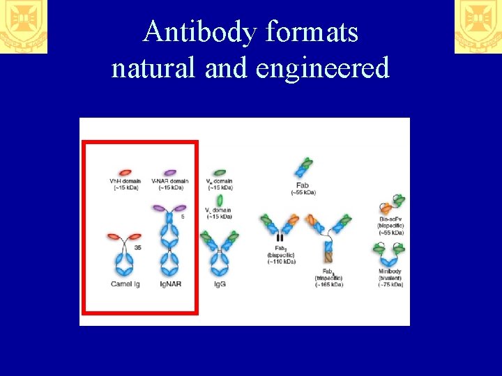 Antibody formats natural and engineered 