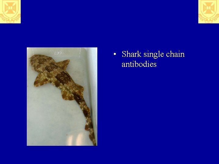  • Shark single chain antibodies 