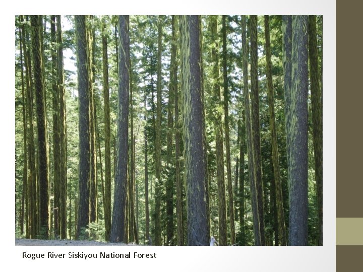 Rogue River Siskiyou National Forest 