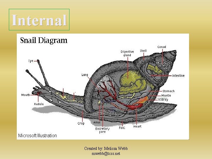 Internal Created by: Melissa Webb mwebb@tcss. net 