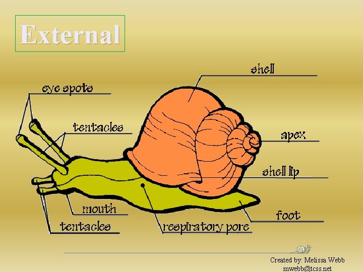 External Created by: Melissa Webb mwebb@tcss. net 