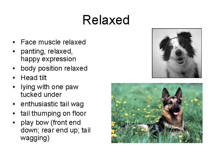 Relaxed • Face muscle relaxed • panting, relaxed, happy expression • body position relaxed