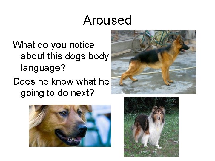 Aroused What do you notice about this dogs body language? Does he know what