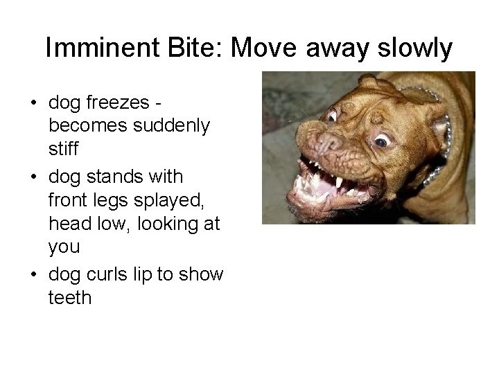 Imminent Bite: Move away slowly • dog freezes becomes suddenly stiff • dog stands