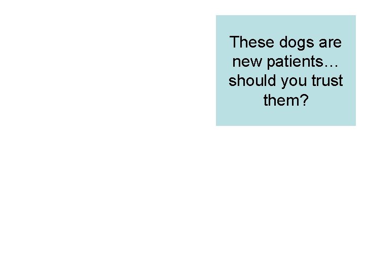 These dogs are new patients… should you trust them? 