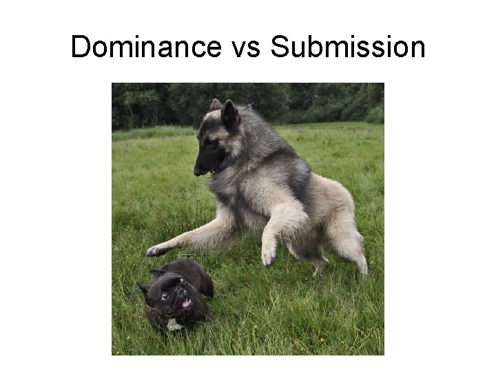 Dominance vs Submission 