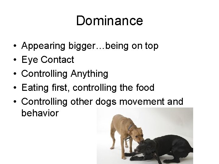 Dominance • • • Appearing bigger…being on top Eye Contact Controlling Anything Eating first,