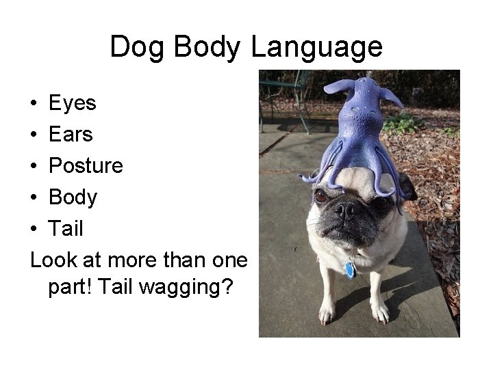 Dog Body Language • Eyes • Ears • Posture • Body • Tail Look