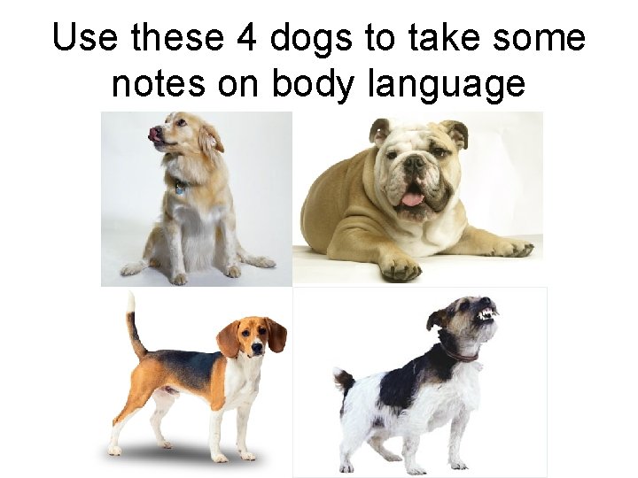 Use these 4 dogs to take some notes on body language 