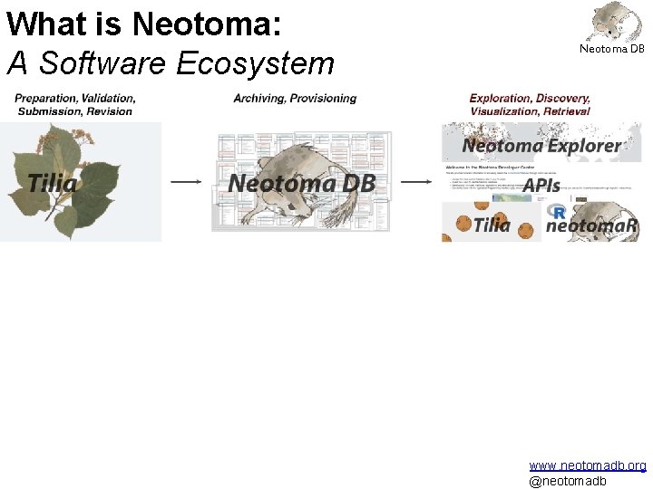 What is Neotoma: A Software Ecosystem Neotoma DB www. neotomadb. org @neotomadb 