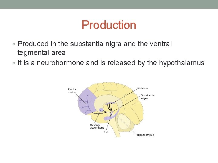 Production • Produced in the substantia nigra and the ventral tegmental area • It