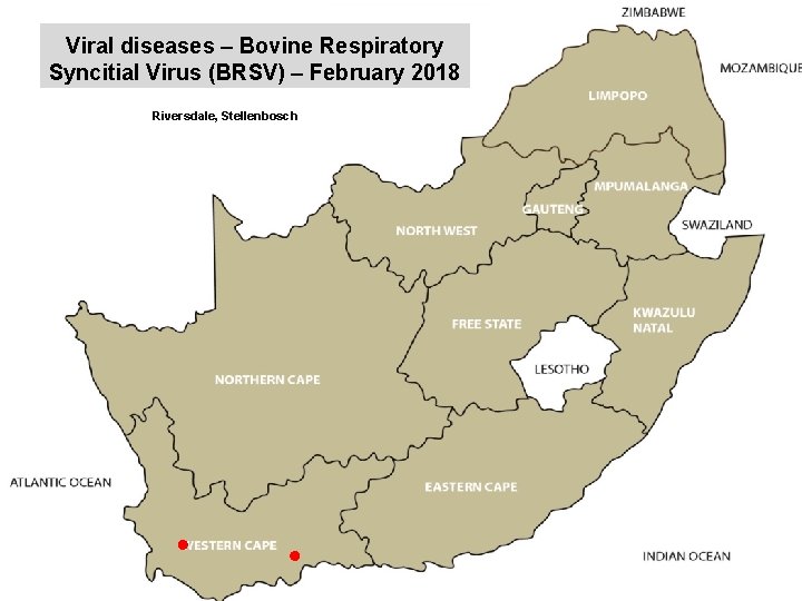 Viral diseases – Bovine Respiratory Syncitial Virus (BRSV) – February 2018 kjkjnmn Riversdale, Stellenbosch