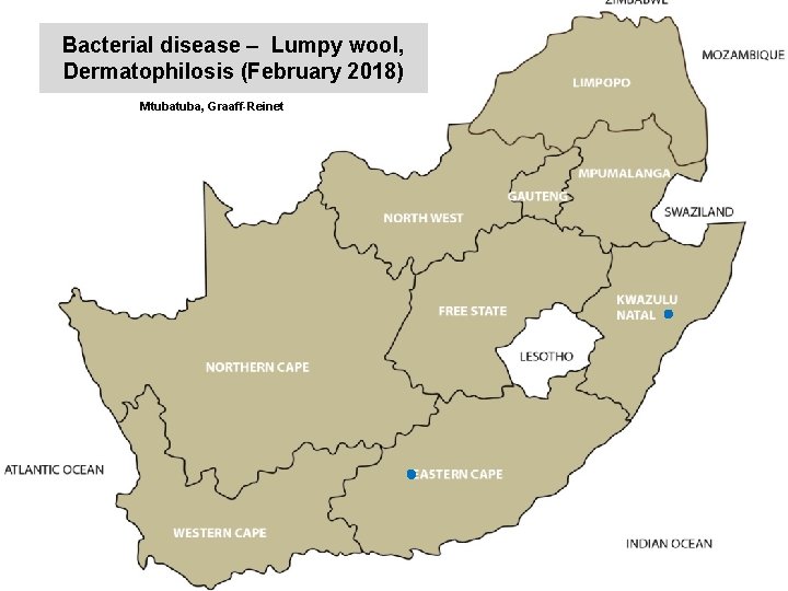 Bacterial disease – Lumpy wool, Dermatophilosis (February 2018) Mtuba, Graaff-Reinet kjkjnmn 