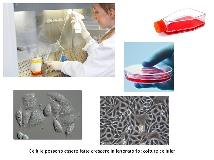 Cellule possono essere fatte crescere in laboratorio: colture cellulari 