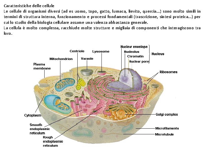 Caratteristiche delle cellule Le cellule di organismi diversi (ad es uomo, topo, gatto, lumaca,