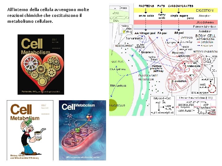 All'interno della cellula avvengono molte reazioni chimiche costituiscono il metabolismo cellulare. 