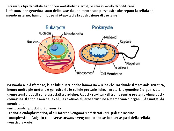 Entrambi i tipi di cellule hanno vie metaboliche simili, lo stesso modo di codificare