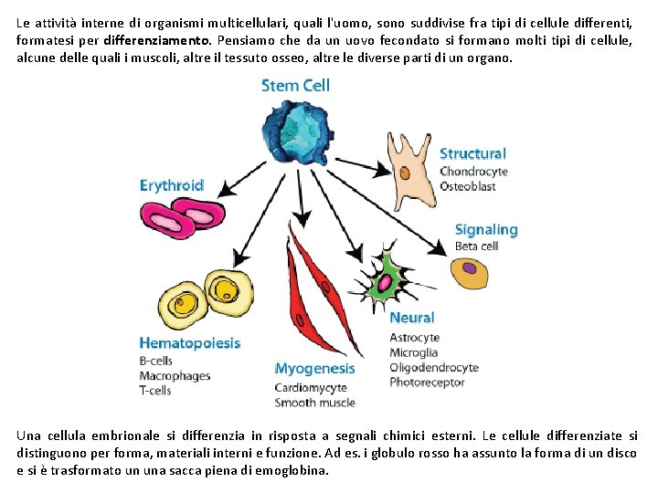 Le attività interne di organismi multicellulari, quali l'uomo, sono suddivise fra tipi di cellule