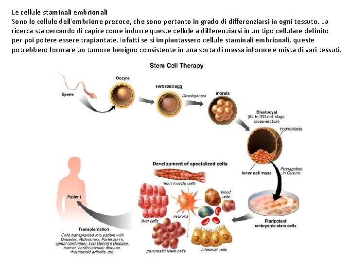 Le cellule staminali embrionali Sono le cellule dell'embrione precoce, che sono pertanto in grado