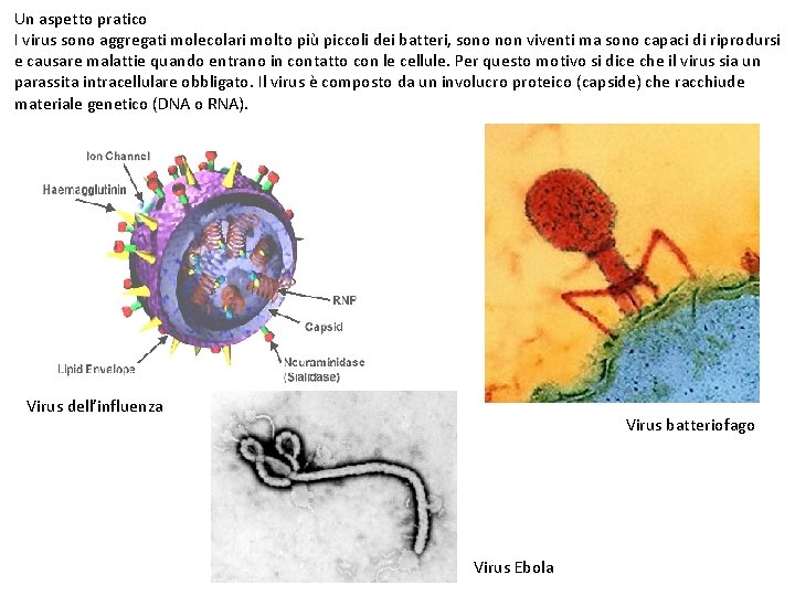 Un aspetto pratico I virus sono aggregati molecolari molto più piccoli dei batteri, sono