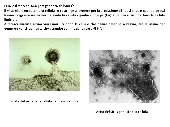 Qual'è il meccanismo patogenetico del virus? Il virus che è entrato nella cellula, la