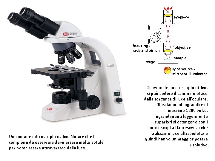 Un comune microscopio ottico. Notare che il campione da osservare deve essere molto sottile
