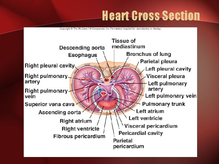 Heart Cross Section 