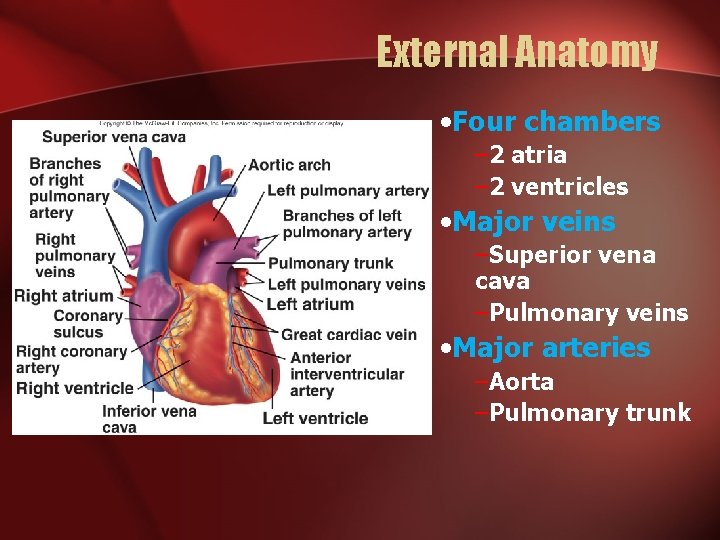External Anatomy • Four chambers – 2 atria – 2 ventricles • Major veins