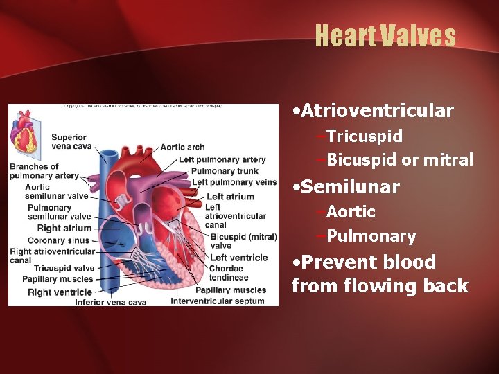 Heart Valves • Atrioventricular –Tricuspid –Bicuspid or mitral • Semilunar –Aortic –Pulmonary • Prevent