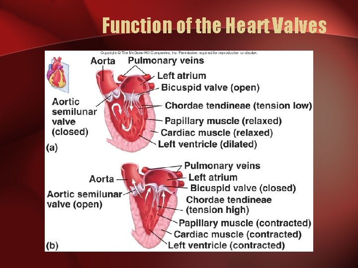 Function of the Heart Valves 