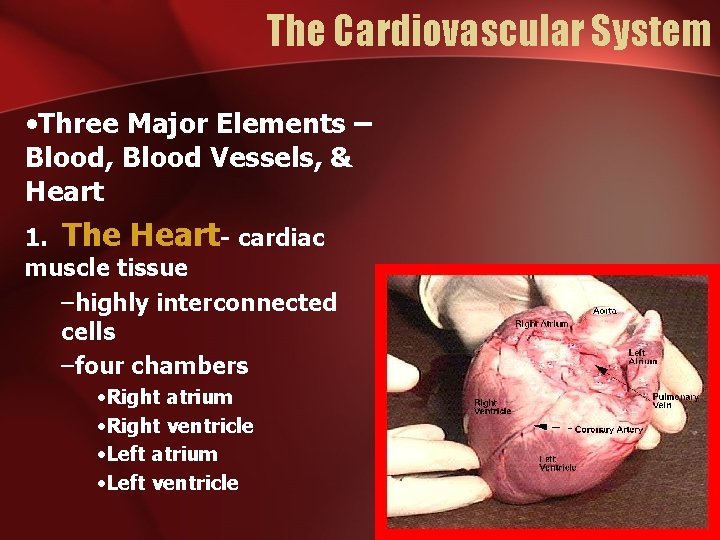 The Cardiovascular System • Three Major Elements – Blood, Blood Vessels, & Heart 1.