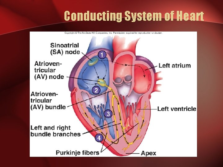 Conducting System of Heart 