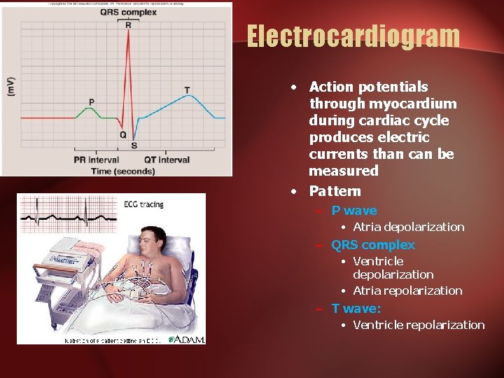 Electrocardiogram • Action potentials through myocardium during cardiac cycle produces electric currents than can