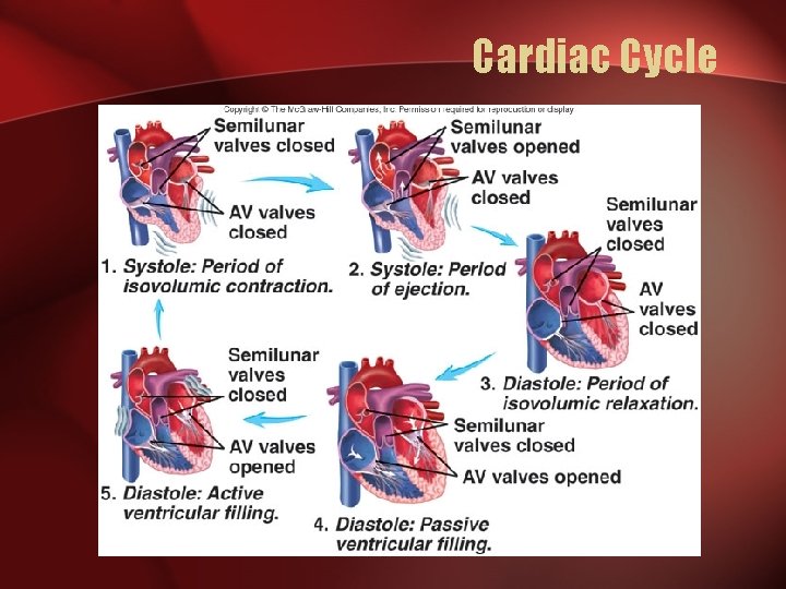 Cardiac Cycle 