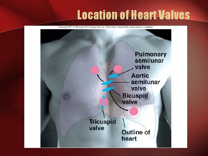 Location of Heart Valves 