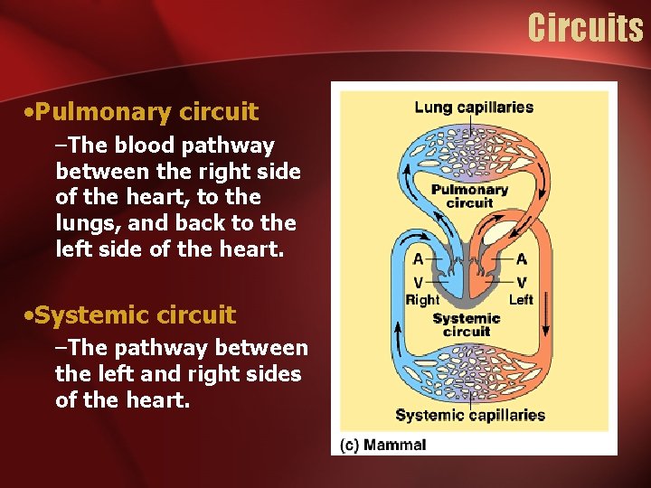 Circuits • Pulmonary circuit –The blood pathway between the right side of the heart,