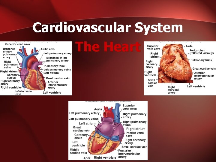 Cardiovascular System The Heart 