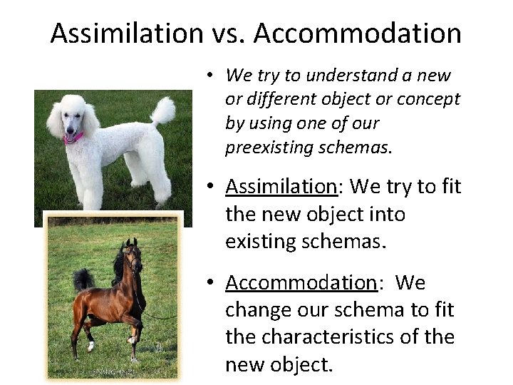 Assimilation vs. Accommodation • We try to understand a new or different object or