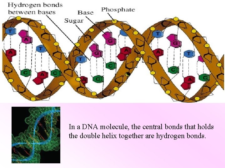 In a DNA molecule, the central bonds that holds the double helix together are