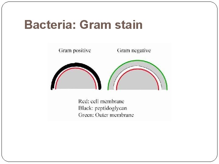 Bacteria: Gram stain 