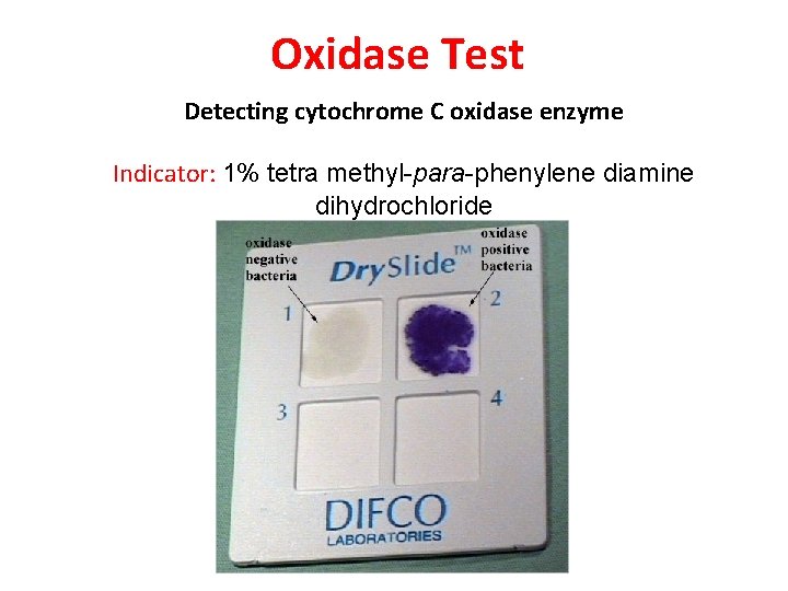 Oxidase Test Detecting cytochrome C oxidase enzyme Indicator: 1% tetra methyl-para-phenylene diamine dihydrochloride 
