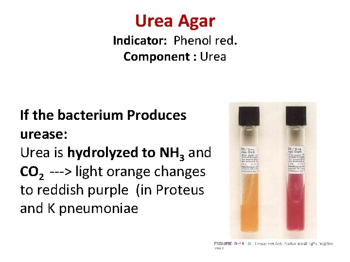 Urea Agar Indicator: Phenol red. Component : Urea If the bacterium Produces urease: Urea