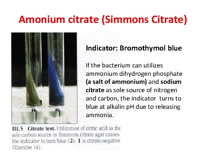 Amonium citrate (Simmons Citrate) Indicator: Bromothymol blue If the bacterium can utilizes ammonium dihydrogen