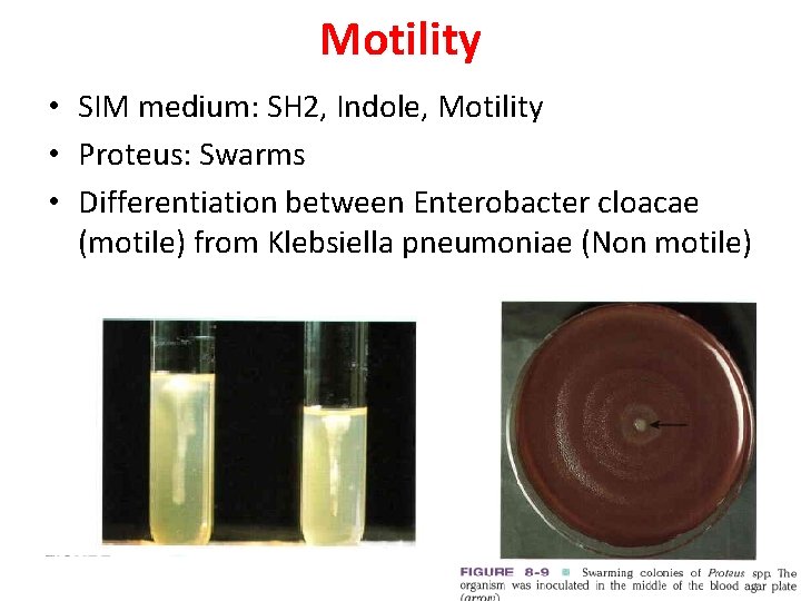 Motility • SIM medium: SH 2, Indole, Motility • Proteus: Swarms • Differentiation between