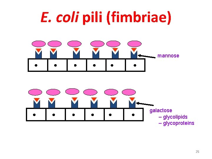 E. coli pili (fimbriae) mannose galactose – glycolipids – glycoproteins 25 