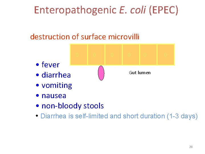 Enteropathogenic E. coli (EPEC) destruction of surface microvilli • fever • diarrhea • vomiting