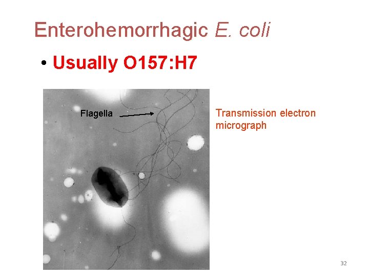 Enterohemorrhagic E. coli • Usually O 157: H 7 Flagella Transmission electron micrograph 32