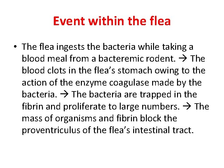 Event within the flea • The flea ingests the bacteria while taking a blood
